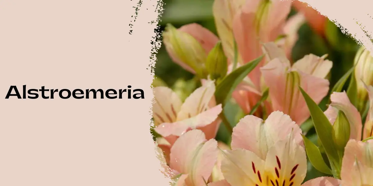 Alstroemeria: Uses, Growing and Caring for Peruvian Lilies