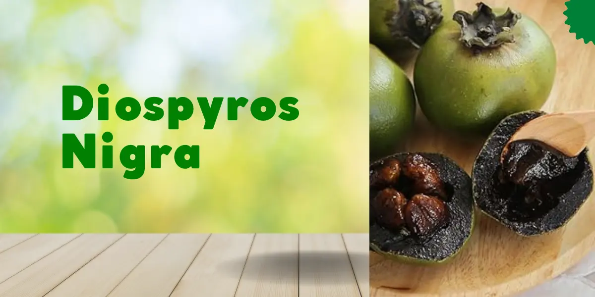 Diospyros Nigra: Uses, Benefits and Origin