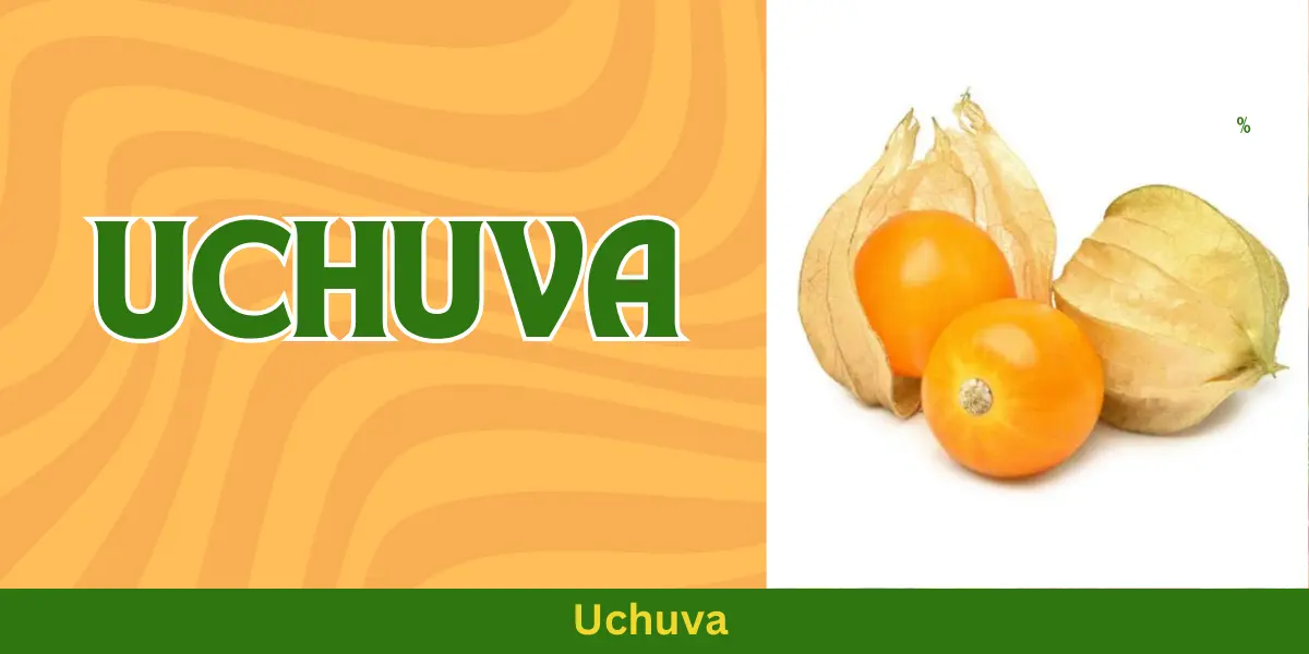 Uchuva: The Golden Berry You Need in Your Diet